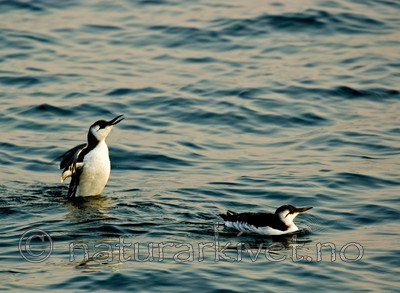 BB 05 0240 / Uria aalge / Lomvi